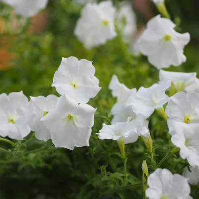 Petunia Grandiflora Seed - White Petunia Flower Seeds