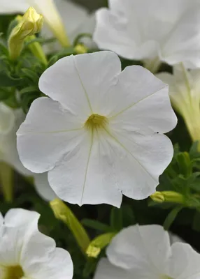 Petunia Sure Shot™ White | All-America Selections