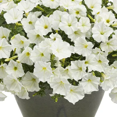 Supertunia® White Petunia Plants for Sale