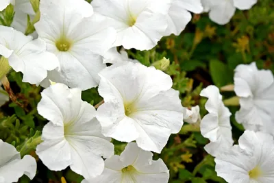 White Petunia Varieties – Learn About Growing White Petunia Plants |  Gardening Know How