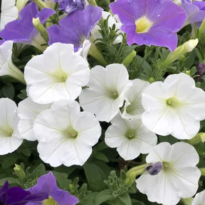 Petunia SUPERTUNIA White - Buy Petunia Annuals Online