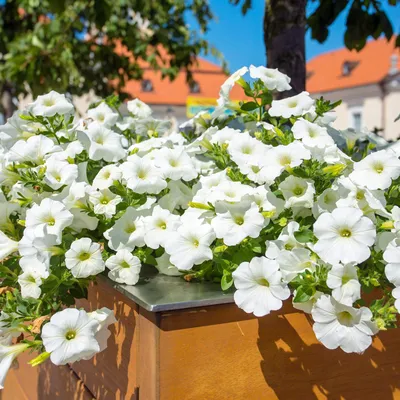 Amazon.com: Outsidepride 250 Seeds Annual Petunia Multiflora White Flower  Seeds for Planting