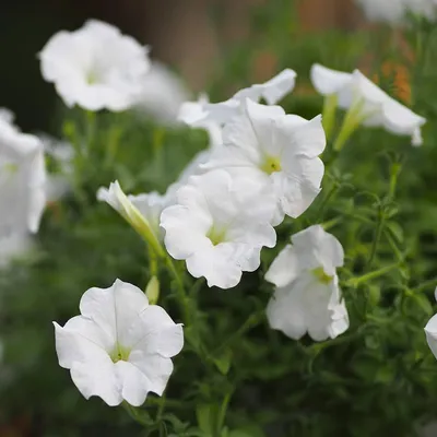 Петуния ампельная крупноцветковая Лавина F1 Белая Petunia pendula  grandiflora Lavina F1 White - купить семена цветов с доставкой по Украине в  магазине Добродар