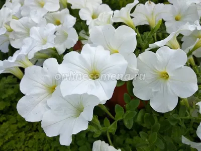 Shock Wave® White Petunia Seeds | Park Seed