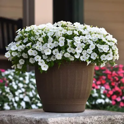 Petunia Sure Shot™ White | All-America Selections