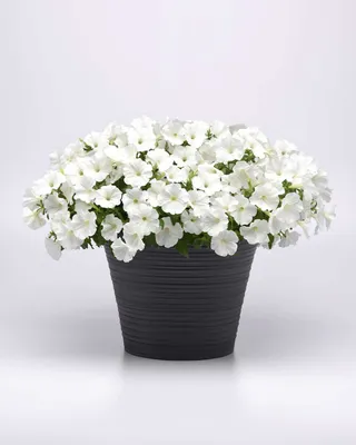 Lowe's White Petunia in 1-Quart Pot in the Annuals department at Lowes.com