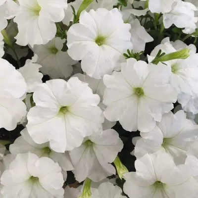 Petunia E3 Easy Wave White F1 Seed – Harris Seeds