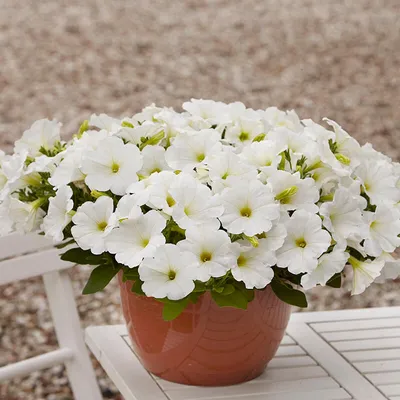 White Easy Wave Petunia – Pinetree Garden Seeds