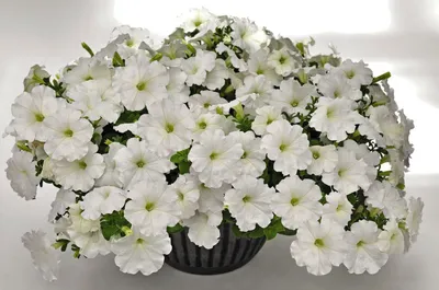 Petunia 'Easy Wave White'