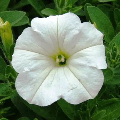 Petunia Easy Wave® White - Johnson Nursery Corporation