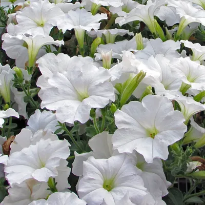 White Easy Wave Petunia Plant