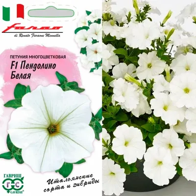 Petunia hybrida 'Tickled White' - Buy Online at Annie's Annuals