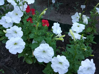 Петуния ампельная крупноцветковая Лавина F1 Белая Petunia pendula  grandiflora Lavina F1 White - купить семена цветов с доставкой по Украине в  магазине Добродар