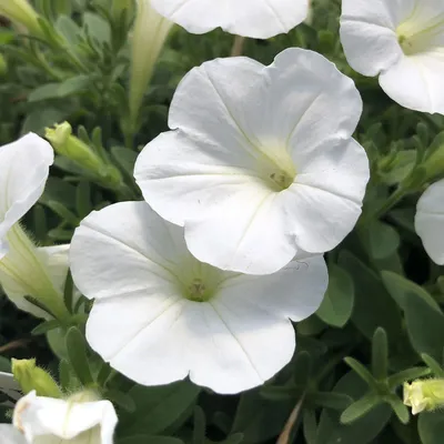 SUPERTUNIA® Mini Vista™ White Petunia - Garden Crossings