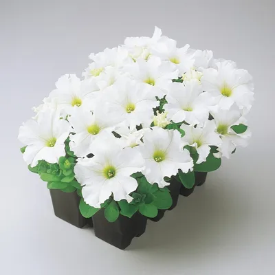 PETUNIA grandiflora LIMBO *GP* WHITE - Muller Seeds