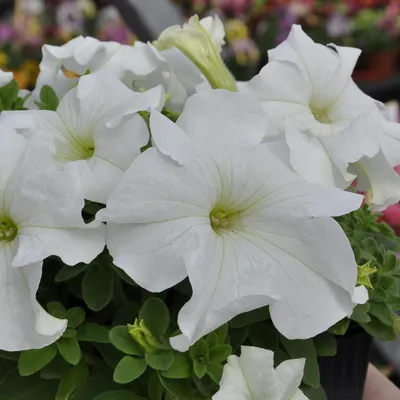 Petunia Supertunia® White - Johnson Nursery Corporation