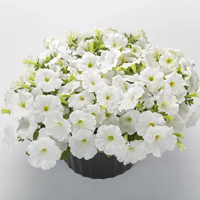 Petunia FotoFinish White F1 Seed – Harris Seeds