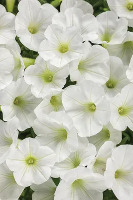 Supertunia Mini Vista® White - Petunia hybrid | Proven Winners