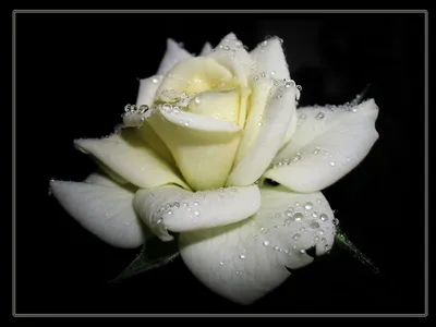 белая роза на черном фоне - Поиск в Google | Белые розы, Розы, Белая роза
