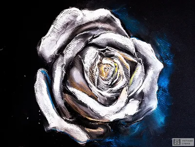 белая роза на черном фоне стоковое фото. изображение насчитывающей бело -  257735538
