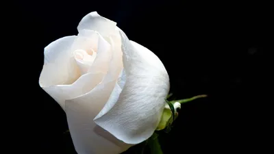 Фотообои \"Белая роза на черном фоне\" - Арт. 051045 | Купить в  интернет-магазине Уютная стена
