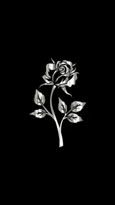 Одна Белая Роза Изолирована На Черном Фоне — стоковые фотографии и другие  картинки Без людей - Без людей, Белый, Бразилия - iStock