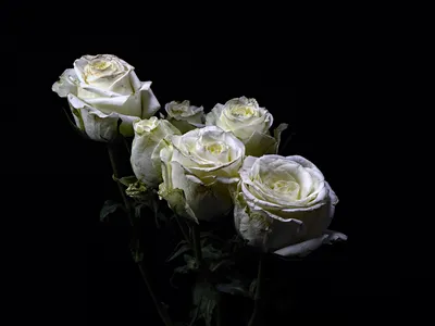 Фото роза Белый Цветы на черном фоне Крупным планом