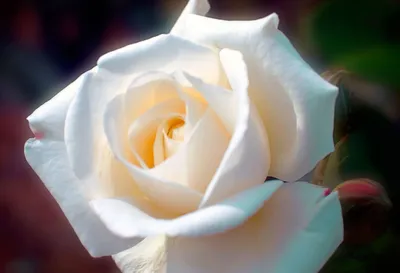 Красивые белые розы на черном фоне крупным планом :: Стоковая фотография ::  Pixel-Shot Studio