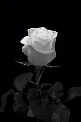 Белая роза на черном фоне - 66 фото