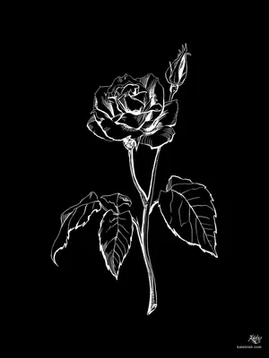 Белая роза на черном фоне фото фотографии