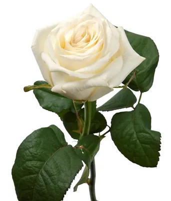 Прекрасные белые розы на белом фоне | Белая роза Фото №123 скачать