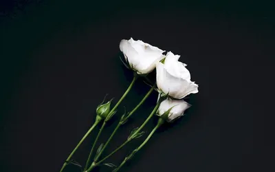 Одна белая роза на черном фоне | Премиум Фото