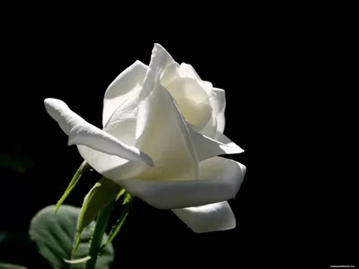 Красивые белые розы на темном фоне :: Стоковая фотография :: Pixel-Shot  Studio