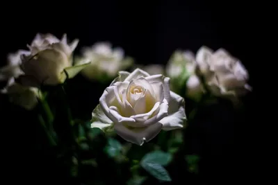 Белая роза на черном фоне и …» — создано в Шедевруме