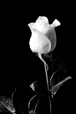 Біла троянда на чорному тлі (62 фото) | Белая роза, Белые розы, Розы