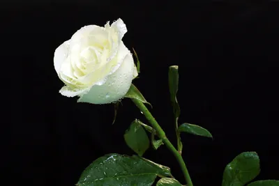 Черная роза рисунок - 79 фото