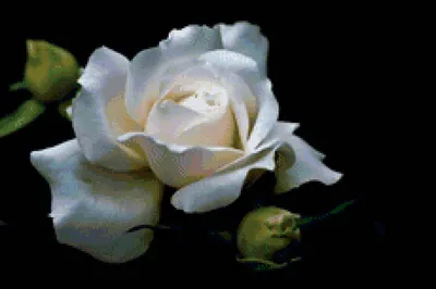 Прекрасное изображение белой розы на светлом фоне | Белая роза Фото №100  скачать