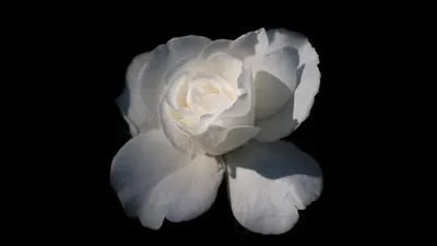 Элегантная белая роза на черном | Премиум Фото