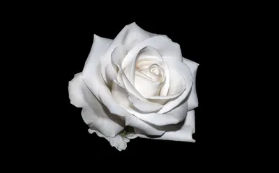 Белая роза на черном фоне. Как рисовать розу на контрасте при помощи  баллончика (аэрографа). Рисую на планшете стилусом | Есть время рисовать |  Дзен