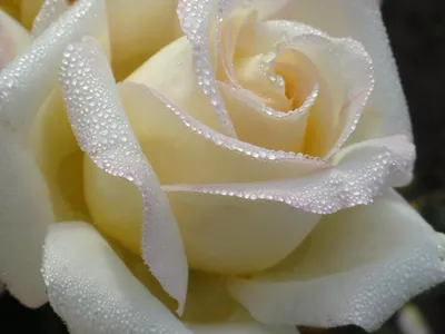 Красивая белая роза на чёрном фоне - обои для рабочего стола, картинки, фото