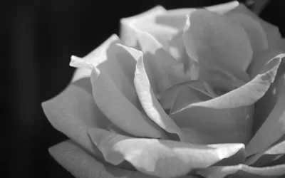 Картина маслом «Белая роза» в интернет-магазине Ярмарка Мастеров по цене  8000 ₽ – JX4IMBY | Картины, Санкт-Петербург - доставка по России