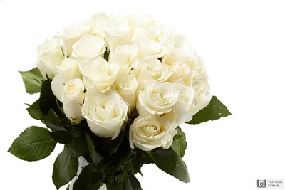 Белая роза на черном фоне и белый цветок с золотой цепочкой вокруг него. |  Премиум Фото