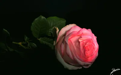 Картинки роза на черном фоне - 81 фото