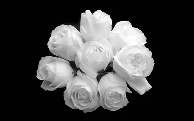 белые розы в вазе на черном фоне, букет белых роз, Hd фотография фото,  цветок фон картинки и Фото для бесплатной загрузки