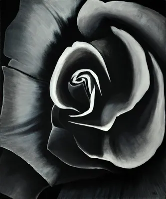 Белая роза на черном фоне. Бернс свечи на заднем плане. Вертикальная снимок  Стоковое Изображение - изображение насчитывающей флора, красивейшее:  197053751