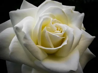 Белая роза на черном фоне (105 фото) » ФОНОВАЯ ГАЛЕРЕЯ КАТЕРИНЫ АСКВИТ