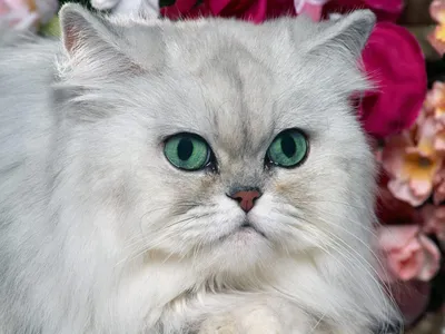 Белая сибирская кошка фотографии