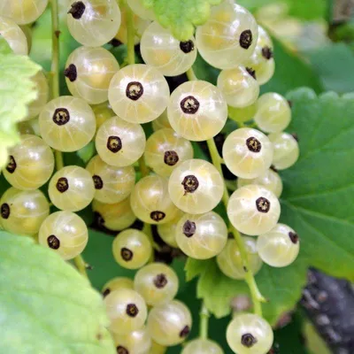 Смородина Голландская белая - Смородина - GardenPlants