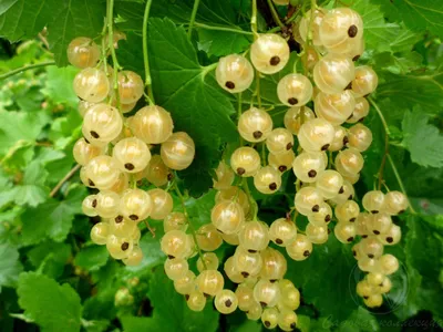 Смородина белая (Ribes niveum)