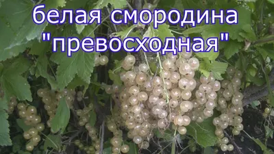 Смородина БЕЛЯНА (белая) - \"Сияние\" г. Красноярск